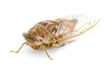 Very large Resonant Cicada or Southern pine barrens cicada fly - Megatibicen resonans - loud insect at the end of summer in Royalty Free Stock Photo