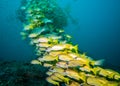 Very large school of snappers over the reef. Royalty Free Stock Photo