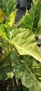 very large taro leaves at a great price