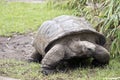 A very large tortoise Royalty Free Stock Photo