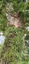 A very large tree overgrown with leaves and moss on its trunk