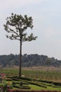 Very large tree at Silver Lake Vineyards Thailand Royalty Free Stock Photo