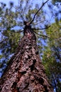 a very large tree trunk decades old