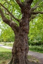 A very large tree trunk, Hampstead Heath. UK