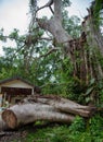 A very large tree 100 years old fell broken by a strong storm. Royalty Free Stock Photo