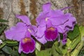Cattleya Culminant La Tuilerie Orchid