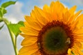 A very large, vibrant yellow blossom of a sunflower, growing directly into the blue sky