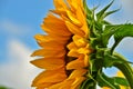 A very large, vibrant yellow blossom of a sunflower, growing directly into the blue sky