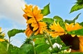 A very large, vibrant yellow blossom of a sunflower, growing directly into the blue sky