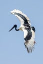 Jabiru Black-necked Stork of Australia