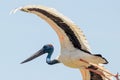 Jabiru Black-necked Stork of Australia