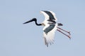 Jabiru Black-necked Stork of Australia