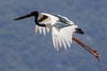 Jabiru Black-necked Stork of Australia