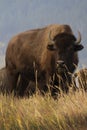 A very large wild bison with horns standing on a hill in Grand Teton National Park. Royalty Free Stock Photo