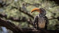 A very large yellow billed hornbill Royalty Free Stock Photo