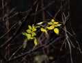 Very last rose hip leaves in november Royalty Free Stock Photo