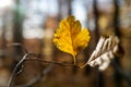 Very Last Yellow Leaf Royalty Free Stock Photo