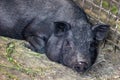 Very lazy, cute and beautiful thai style vietnamese pot belly piglet, animal living on the farm. Black-footed Iberian pig lying on Royalty Free Stock Photo