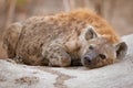 Very lazy spotted hyena laying on termite mound.