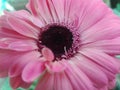 Very light pinkish flower for love