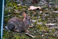 A very little cute wild rabbit in the backyard Royalty Free Stock Photo