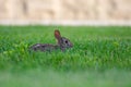 A very little cute wild rabbit in the backyard Royalty Free Stock Photo