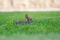 A very little cute wild rabbit in the backyard Royalty Free Stock Photo