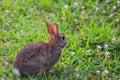 A very little cute wild rabbit in the backyard Royalty Free Stock Photo