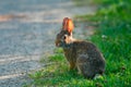 A very little cute wild rabbit in the backyard Royalty Free Stock Photo