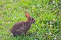 A very little cute wild rabbit in the backyard Royalty Free Stock Photo