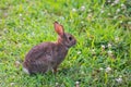 A very little cute wild rabbit in the backyard Royalty Free Stock Photo