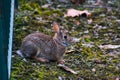 A very little cute wild rabbit in the backyard Royalty Free Stock Photo