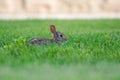 A very little cute wild rabbit in the backyard Royalty Free Stock Photo