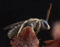 Very little halyctidae bee fly posing on red flower Royalty Free Stock Photo