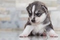 Very little puppy Siberian husky.