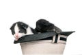Very littles kittens in a hat on pure white background in studio. Royalty Free Stock Photo