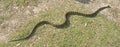 Very long carpet snake.