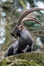 Very long horned Ibex in front of stony Background