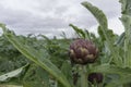 Very long leaf and Purple Artichoke in the fields of Sardinia Royalty Free Stock Photo