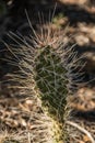 Long Needles on Beaver Tail Cactus