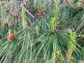 Very long pine needles