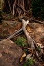 Very long root of the tree in rainy forest Royalty Free Stock Photo