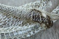 Very Long White Shedding Snake Skin on Wooden Floor