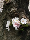 very lovely sakura