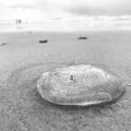 Very low angle shot of a see-through jellyfish on the beach