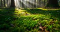 Ground level view of lush green forest moss with sun rays filtering through Royalty Free Stock Photo