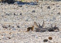 A very lucky sighting of an African Wildcat on the rocky terrain in Etosha National Park Royalty Free Stock Photo