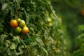 Very lush autumn tomatoes in the garden of the Varlaam monastery in Meteora