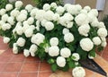 A very lush bush of white hydrangea