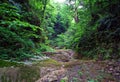 Very lush and dense Hyrcanian forest , Iran